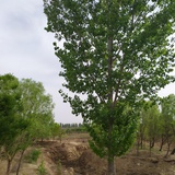 Pine