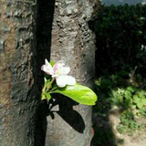 莫不静好