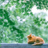 开心过日子