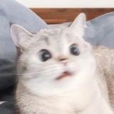meow
