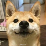 🐶
