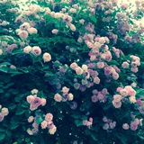 彼岸花花