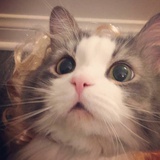 miaomiao