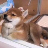 熏安