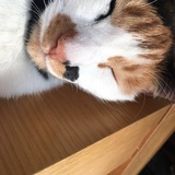 亚日木辛