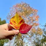 邓布利多卡因因