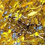 内娱第一打工仔