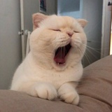 小杰瑞