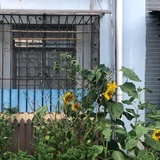 陶小鱼