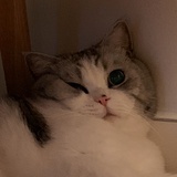 沉睡的小猫咪