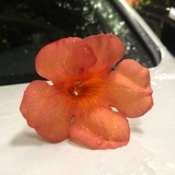 芊茗Sherry