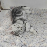 杨鲨鱼