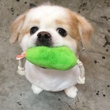 施剑翘