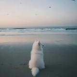 好运天才萨摩耶