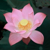 岛屿读书