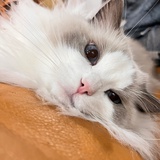 柴尧
