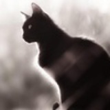 黑猫