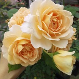 繁花似锦