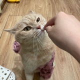 宝来