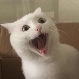 K.