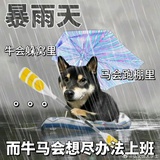 来自北方的wolf