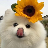 小小小白