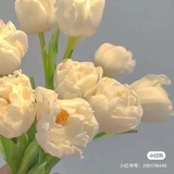 奈奈酱