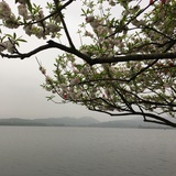 🌳斯