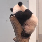 小c