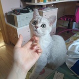 Michaela草莓