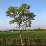Yoki淇