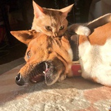 退休魔法少女丽