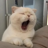 momomo