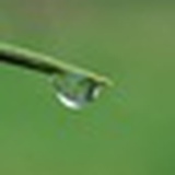 露水