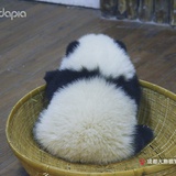 小pabu