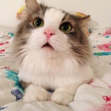 茶泡饭猫