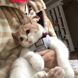 傅家的