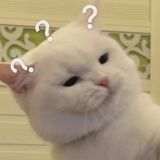 胡来的左手