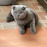 贾壮汉