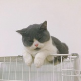 菜猫