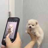 奇洛李维斯