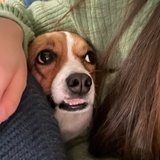 Maeve