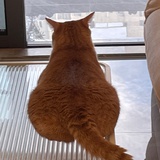 PanpanYang