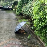 白开水配火锅