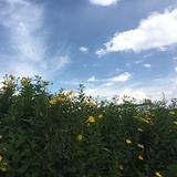 梦游者