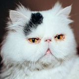 宦臣贼子