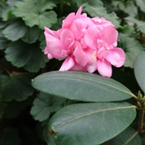 Masako