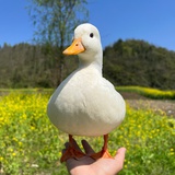 豆芽是漂亮小鸭