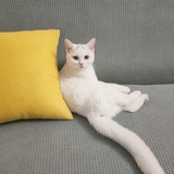 派
