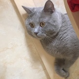 桃子桃子